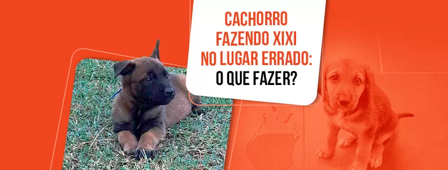 Cachorro fazendo xixi no lugar errado: 05 motivos e o que fazer!