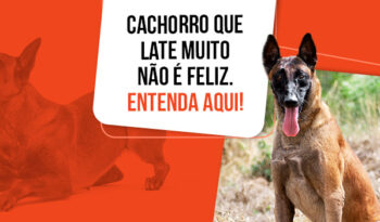 Cachorro que late muito pode não ser feliz. Saiba mais aqui!