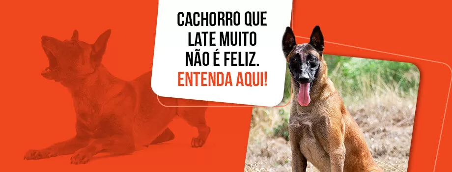 Cachorro que late muito pode não ser feliz. Saiba mais aqui!