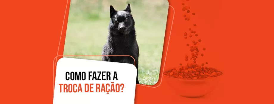 Como fazer a troca de ração do cachorro?