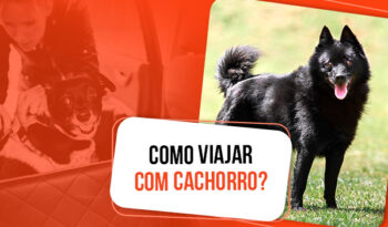 Como viajar com cachorro: 10 dicas essenciais para ter tranquilidade!