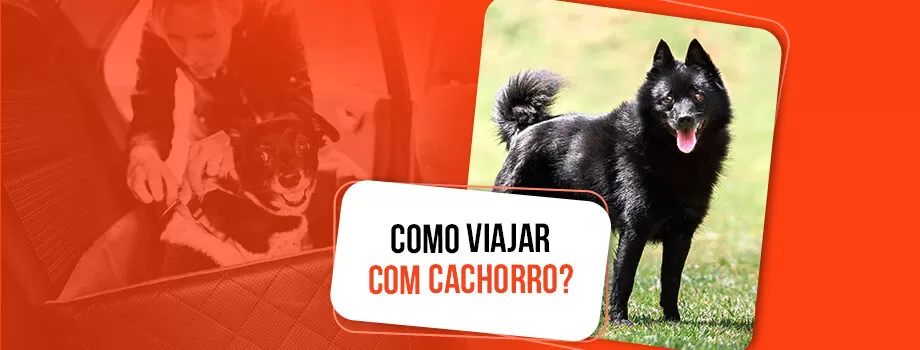 Como viajar com cachorro: 10 dicas essenciais para ter tranquilidade!