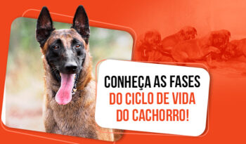 Quais são as fases do ciclo de vida do cachorro?