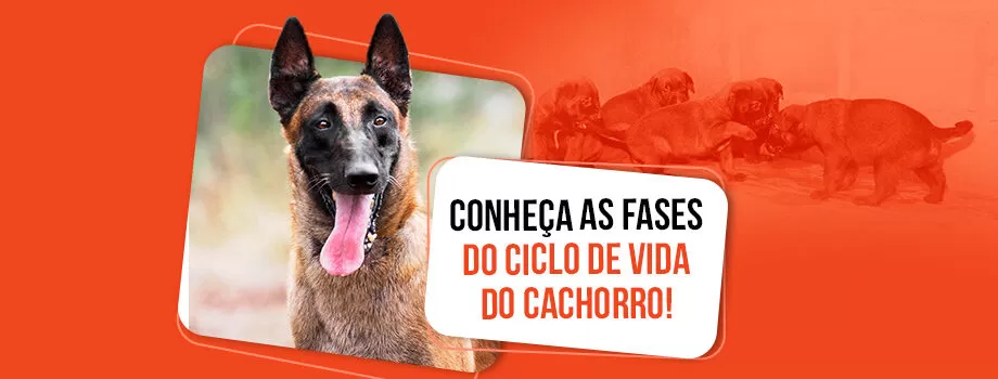 Quais são as fases do ciclo de vida do cachorro?