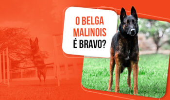 Pastor Belga Malinois é bravo ou é só aparência?