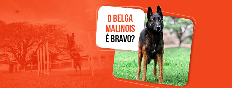 Pastor Belga Malinois é bravo ou é só aparência?