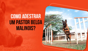 Como adestrar um Pastor Belga Malinois: guia completo!