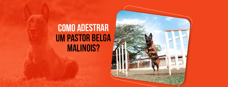 Como adestrar um Pastor Belga Malinois: guia completo!