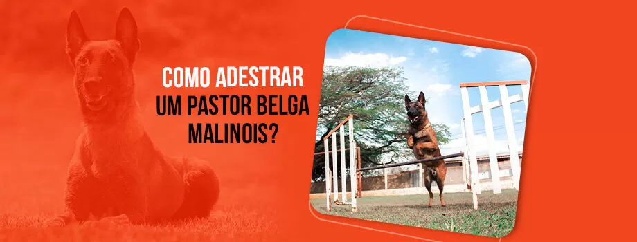 Como adestrar um Pastor Belga Malinois: guia completo!