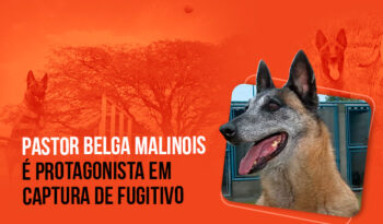 Pastor Belga Malinois é protagonista em ação policial