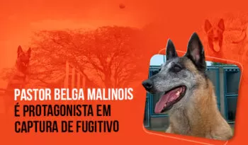 Pastor Belga Malinois é protagonista em ação policial