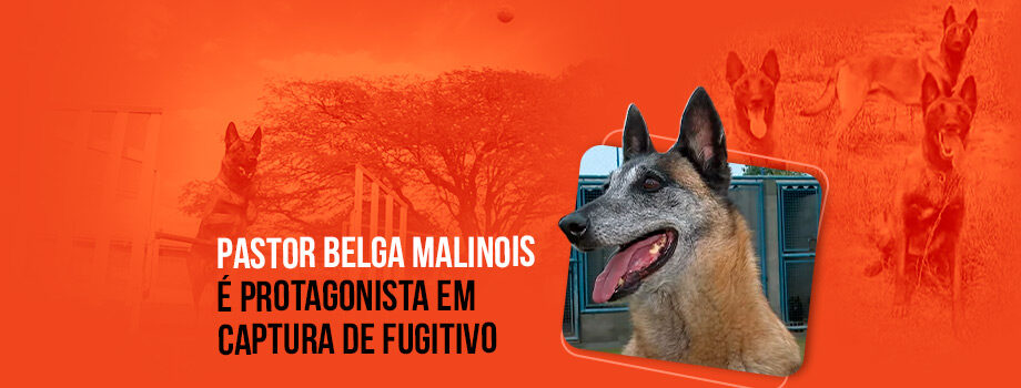 Pastor Belga Malinois é protagonista em ação policial Pastor Belga Malinois é protagonista em ação policial