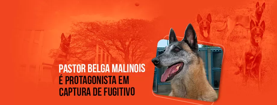 Pastor Belga Malinois é protagonista em ação policial