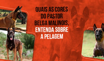 Entenda sobre as cores do Pastor Belga Malinois