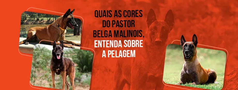 Entenda sobre as cores do Pastor Belga Malinois