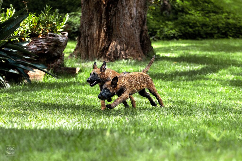 Como criar um pastor belga malinois. Dois deles brincando.