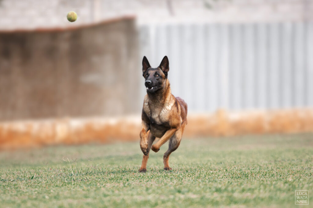 Como criar um pastor Belga Malinois. Na foto, um correndo.