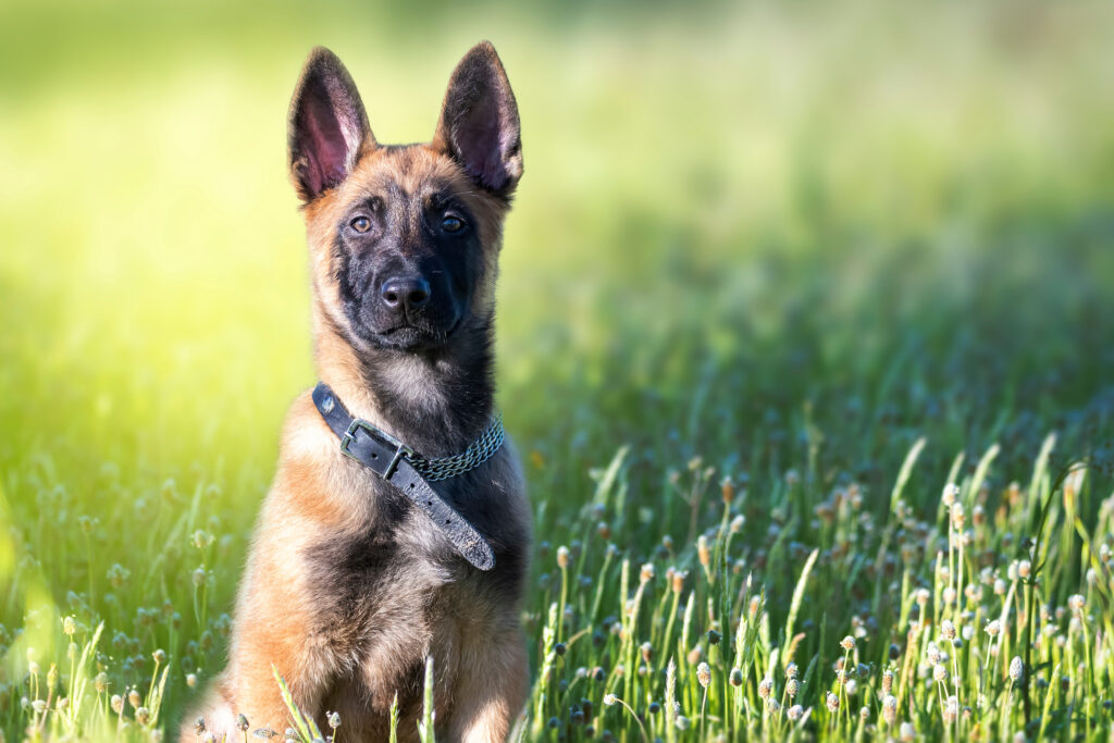 Dentre os tipos de pastores belga, o Malinois é o mais famoso