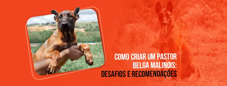 Como criar um Pastor Belga Malinois? Entenda os desafios e recomendações