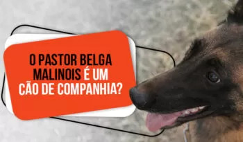 O pastor belga malinois é um cão de companhia?
