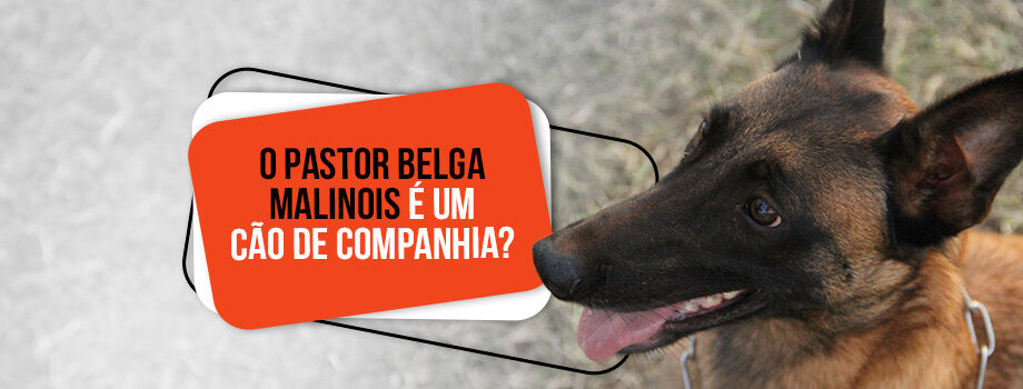 O pastor belga malinois é um cão de companhia?