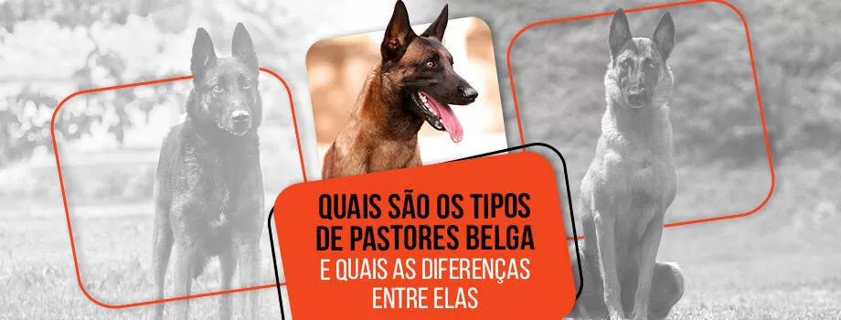 Quais são os tipos de pastores belga e quais as diferenças entre eles