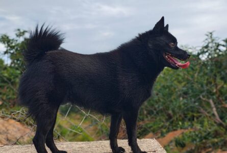 OLGA DO GUARY KAMBA