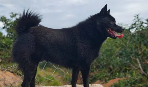 OLGA DO GUARY KAMBA