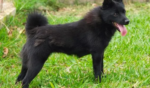 ZOLA BLACK HOOF DOG